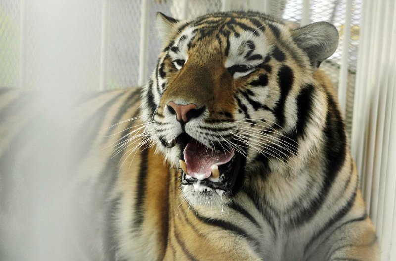 Mike VI, LSU’s 11-year-old tiger mascot, died Tuesday. In May, he was diagnosed with a rare and inoperable form of cancer. 
