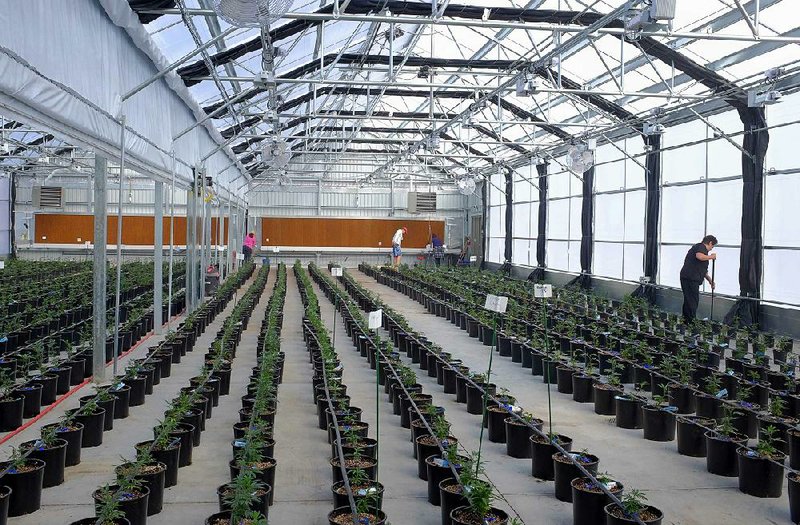 Marijuana plants grow in a greenhouse at Los Suenos Farms in Avondale, Colo., earlier this year. Scotts Miracle-Gro’s stock is getting a boost from marijuana proposals in several states, with one analyst saying Scotts is seen as a “marijuana growth story.” 