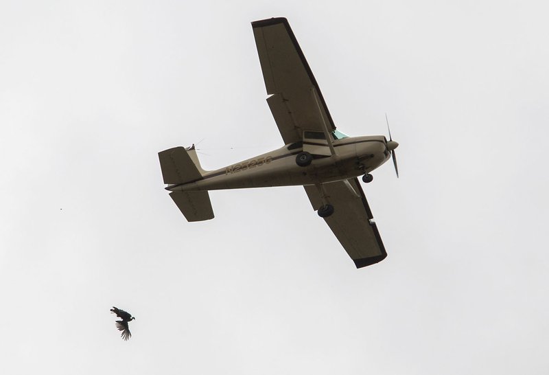 2016 FILE PHOTO: A turkey is dropped from a 1959 Cessna 182B airplane during the annual Turkey Trot in downtown Yellville. 