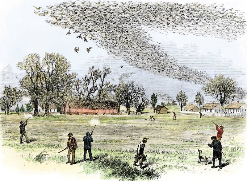 This is a passenger-pigeon illustration from Historic Arkansas. In the early 1800s, passenger pigeons 
probably were the most common birds in Arkansas, numbering in the millions. By 1914, the species was extinct, a victim of unregulated hunting.