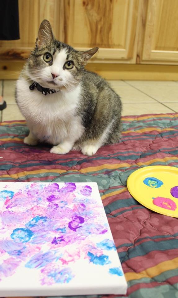 Paintings created by cats and kittens at the Springdale Animal Services will be on display through the end of the month. All are available for purchase.