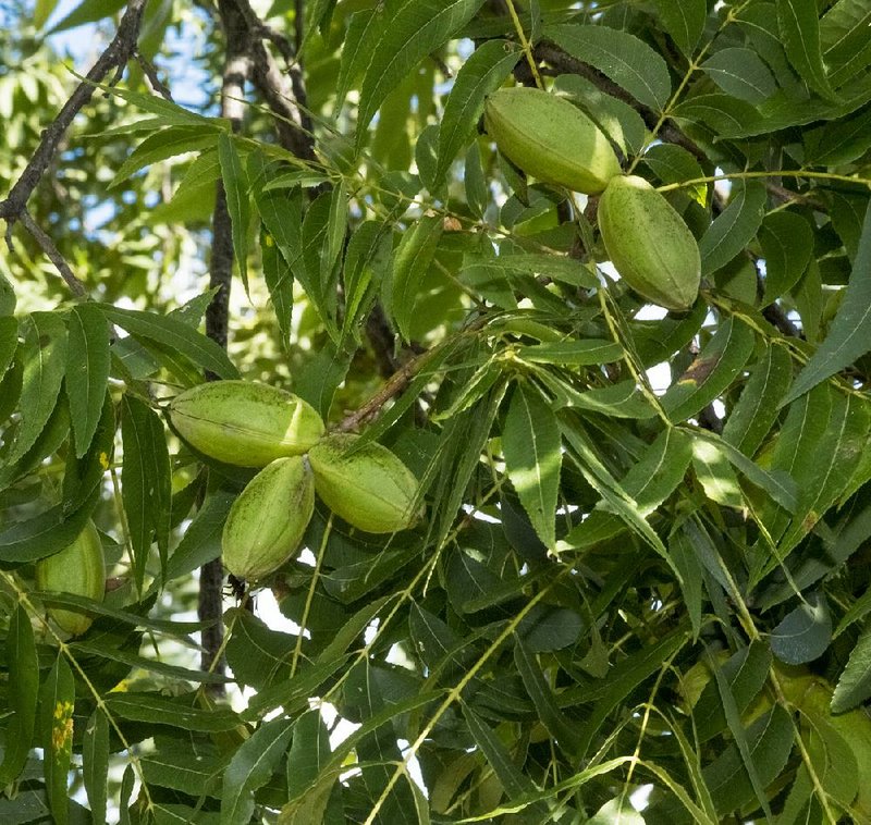  A pecan tree and leaves in Little Rock.