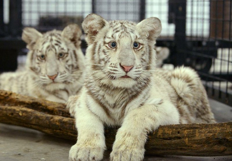 These 5-month-old white tiger cubs, which suffer from birth defects caused by inbreeding, are among the animals being moved from a Colorado center to a wildlife refuge near Eureka Springs.