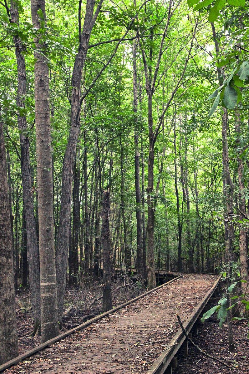 A boardwalk crosses a low area on the Upland Nature Trail of the Dale Bumpers White River National Wildlife Refuge.
