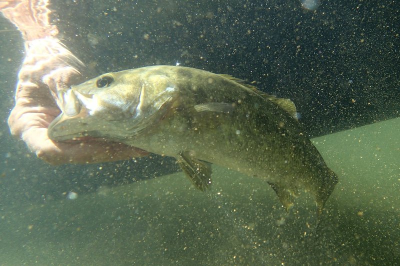 A smallmouth bass is released into the Elk River on Sept. 27