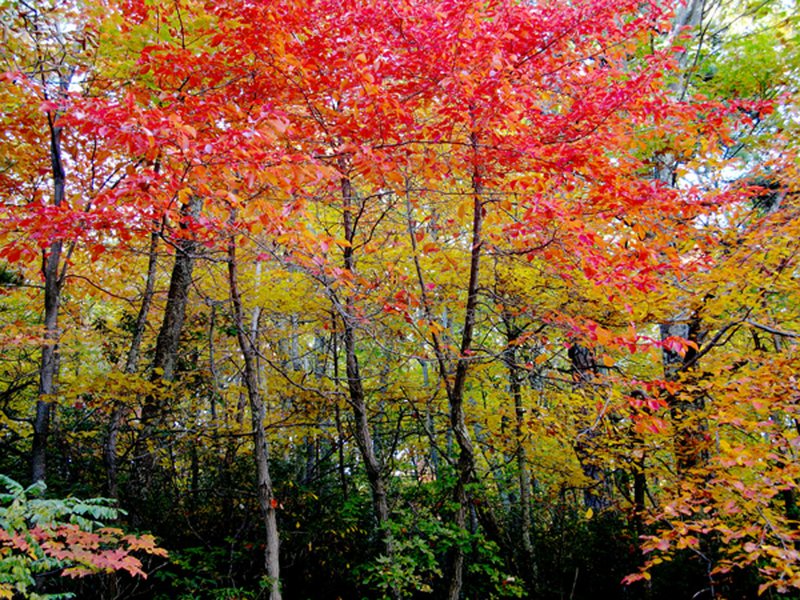 PHOTO SUBMITTED October winds bring unwanted change.