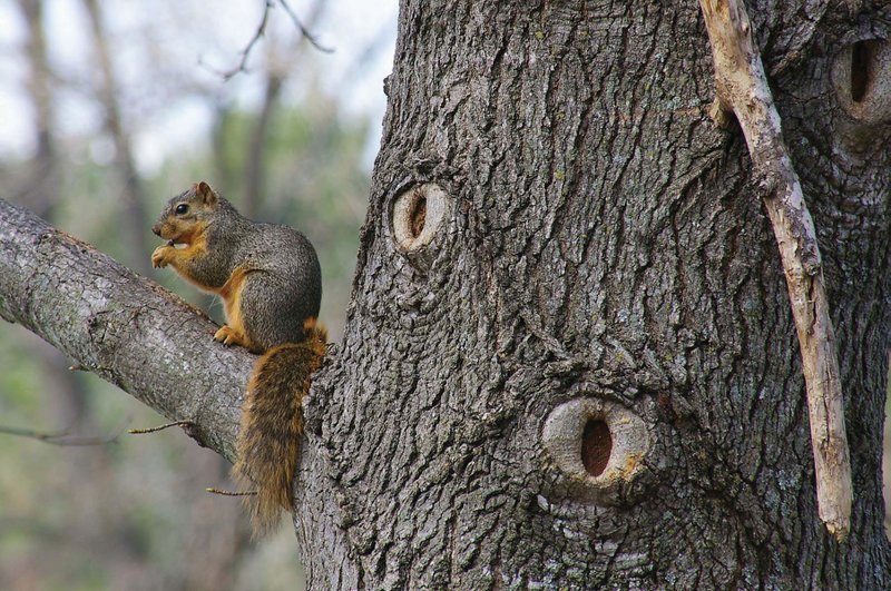 Determining which trees are producing favorable mast crops helps the hunter zero in on areas with the densest squirrel populations.