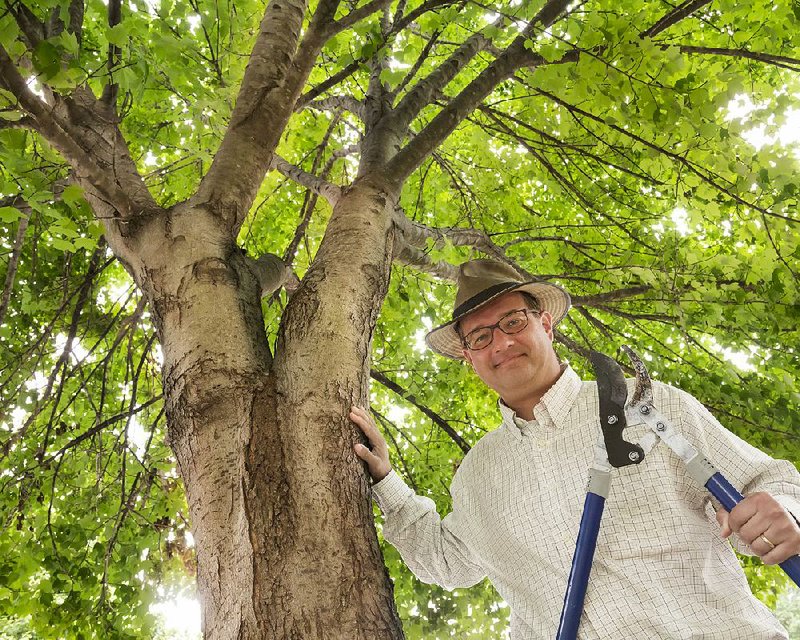 John Baker, co-founder and board president of Tree Streets, stands among the trunks of the trees his group planted in the 2000 block of Spring Street after a 1999 tornado tore through downtown Little Rock. 