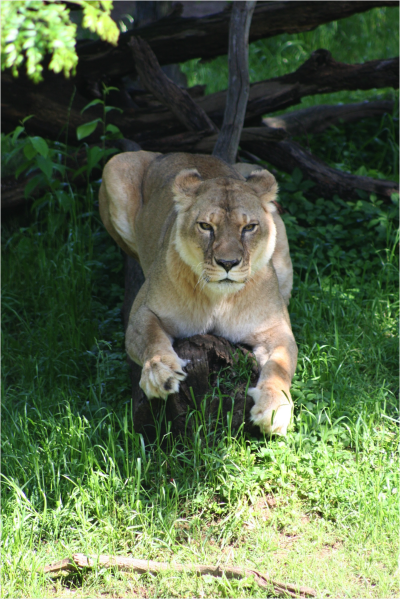 Sidney, the 22-year-old lioness, died Sunday, Oct. 23, 2016, at the Little Rock Zoo.