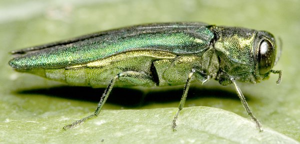 Destructive beetle detected in Delaware County, Okla.