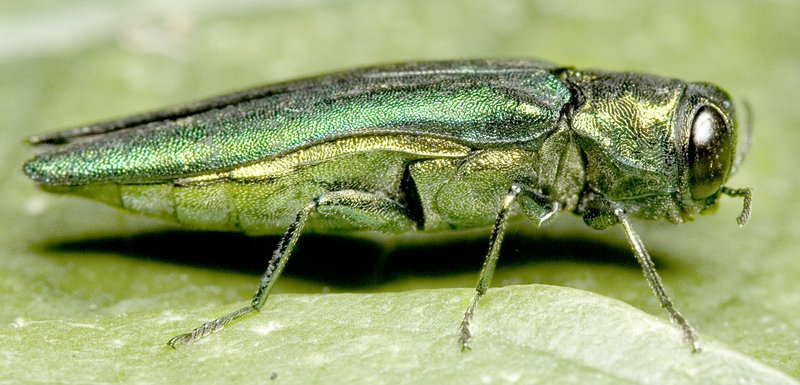 Photo by David Cappaert, Michigan State University The Emerald Ash Borer is a green beetle native to eastern Asia that feeds on ash trees. In its native range, it is not considered a significant pest. Outside its native range, it is an invasive species and is highly destructive to ash trees native to northwest Europe and North America. EAB is now found in much of the eastern and central United States including northeastern Oklahoma and portions of Arkansas.