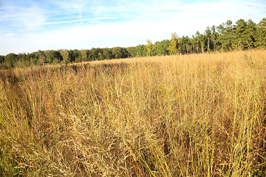 The Sentinel-Record/Corbet Deary HEALTHY FIELDS: The fields located throughout the Mike Freeze Wattensaw WMA are managed on a rotational basis, lending to a healthy ecosystem for wildlife to thrive, including whitetail deer.