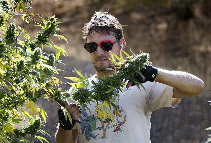 Anthony Viator cuts a branch of marijuana buds recently on Laura Costa’s farm near Garberville, Calif.