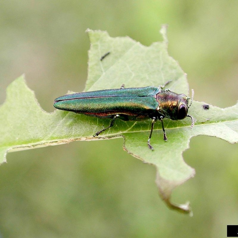 Photo provided by University of Arkansas Extension Service The emerald ash borer has been found in Delaware County, Okla. Ash wood products are quarantined from coming out of the county because of the destructive pest.