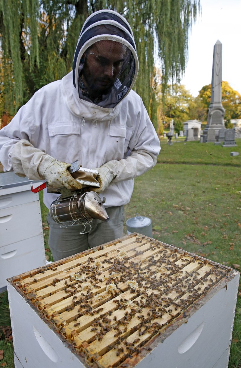 In this Nov. 2, 2016 photo, beekeeper Davin Larson, 30, gently uses a smoker to calm honeybees after opening a hive to inspect it for mites, general health and good levels, at Brooklyn's Green-Wood cemetery, a national historic landmark, in New York. Larson, who has worked around bees for 24 years, maintains six hives, each containing approximately 40,000 bees at the 485-acre cemetery. 