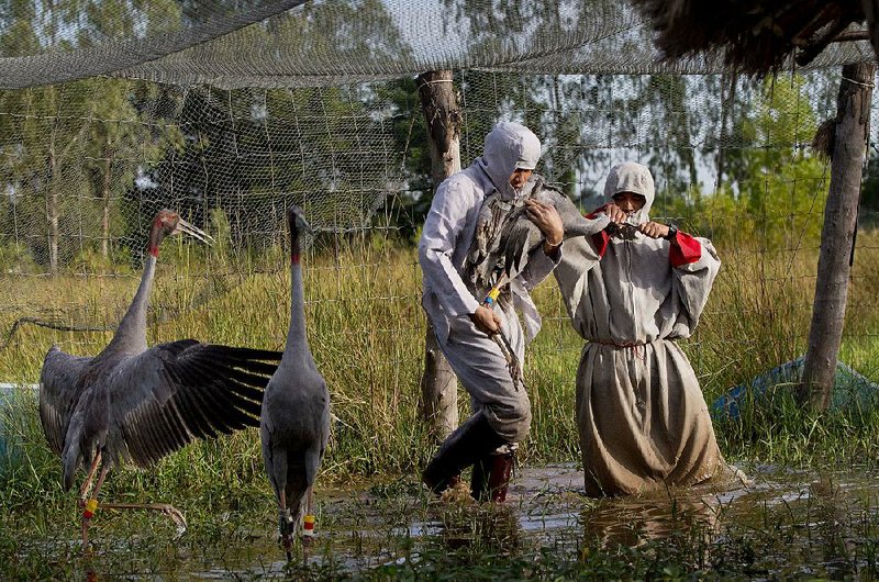 Animal scientists earlier this month carry a sarus crane to be released into the wild at a wetland center in Buriram, Thailand. Some rice farmers have adopted organic farming techniques to help the birds survive in the wild.