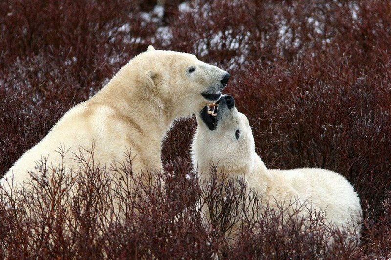 A polar bear cub plays with his mother outside Churchill, Manitoba. The annual Canadian polar bear migration is the subject of a fascinating new series on Smithsonian Channel