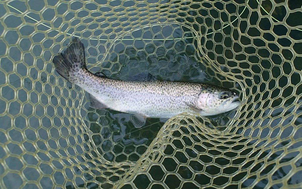 Angler learns from experience at Beaver tailwater