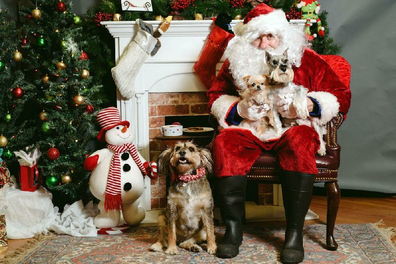 Despite causing some disruption last year, these three dogs were still able to get a good photo with Santa at CARE’s Paws With Santa Claus event.