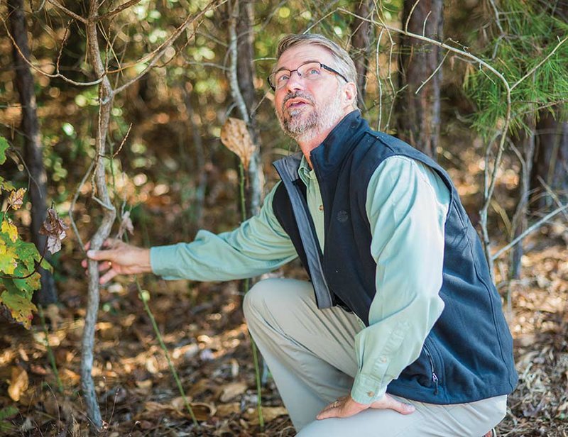 Tom Nowlin squats as he looks up at trees in a wooded area in Clinton. Nowlin is an Arkansas 
Master Naturalist, and he hopes to find like-minded individuals to join a new chapter, the 
Foothills of Arkansas Master Naturalists, of which he is president. He said its goals are to keep The Natural State natural, extol the virtues of the state and to “plug Arkansans into nature.”