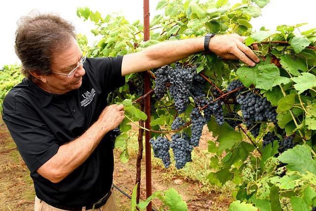 Fruit breeder John Clark, a professor of horticulture at the University of Arkansas, shows off Enchantment grapes at a research station near Clarksville.
