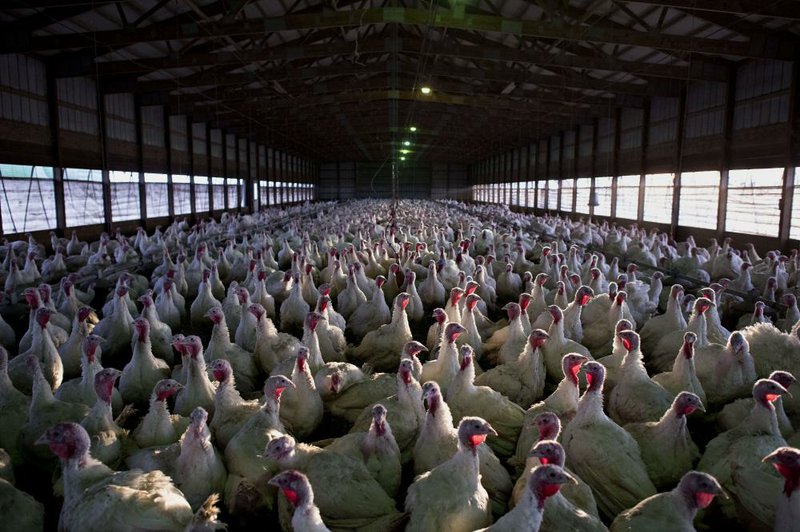 U.S. turkey prices recede as supply climbs 7 from 2015 Northwest