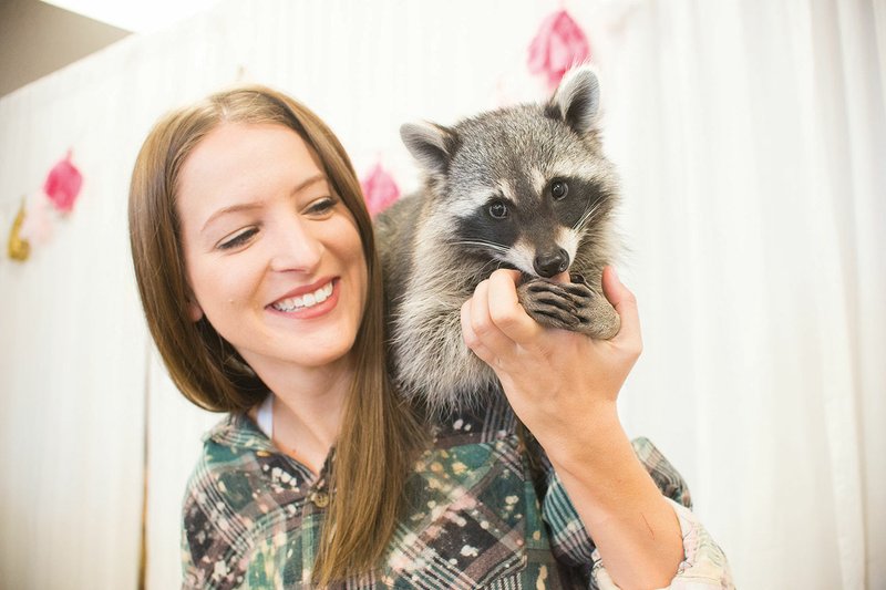 Bethany Swindell, owner of Lavish boutique in Russellville, poses with June the raccoon. Swindell said June — named for the month she was found — had fallen out of a tree in Swindell’s yard and was abandoned by her mother. Swindell said her parents rehabilitated raccoons when she was growing up, so she knew what to do.