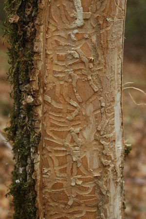 Beetle eating ash trees to extinction in state