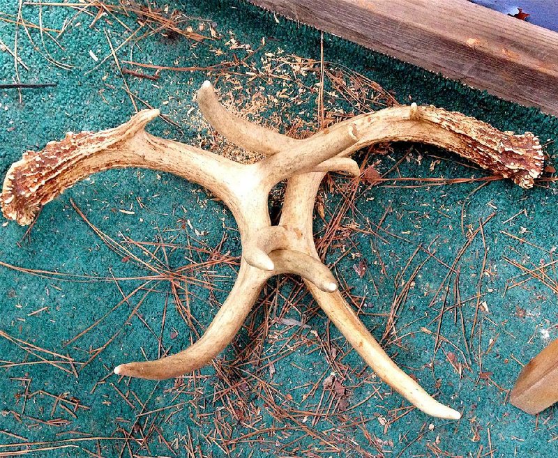 The author found these antlers on the remains of a buck on the last day of the 2003 Missouri gun deer season. He's used them to rattle up numerous bucks.
