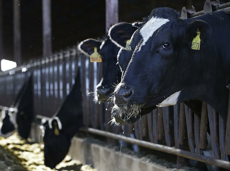 Cows feed last week at the New Hope Dairy in Galt, Calif. Cattle and other farm animals are major sources of methane, a potent greenhouse gas.
