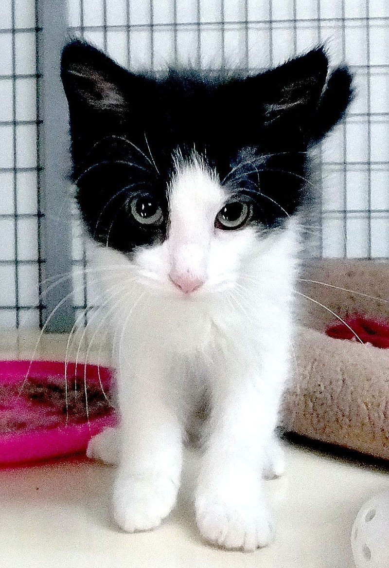 Lynn Atkins/The Weekly Vista This ten-week-old male kitten came into the shelter with his sister. He was found in Bella Vista and raised by area residents while he waited for room at the shelter. Now he&#8217;s healthy and playful, Bella Vista Animal Shelter staff said. To adopt any of the dogs or cats at the shelter, visit 32 Bella Vista Way or call 855-6020.