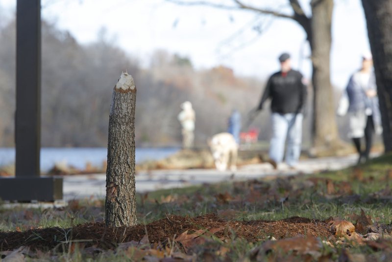 The stump of a tree that officials say was likely taken down by a beaver at Lake Atalanta.