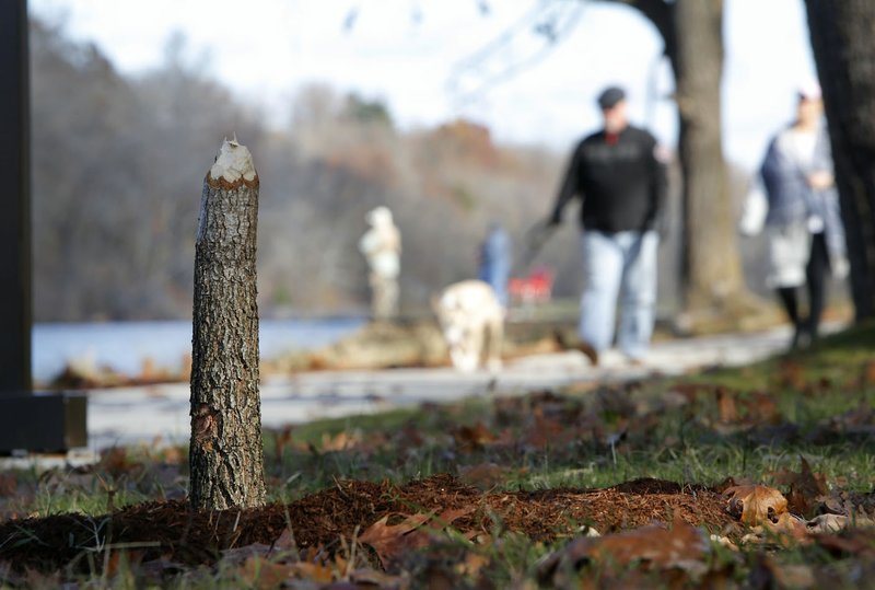 One of five tree stumps Wednesday at Lake Atalanta officials believe were damaged by beavers. Only stumps of the trees are left.