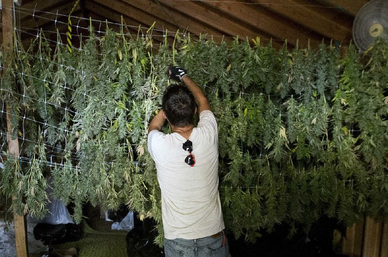 Anthony Viator hangs harvested marijuana buds for drying on grower Laura Costa’s farm near Garberville, Calif., in October.