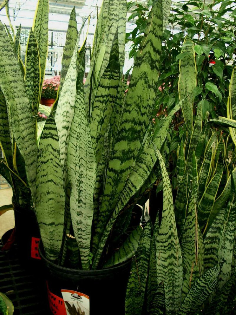Snake plant is a good starter plant that is not demanding with its water needs.