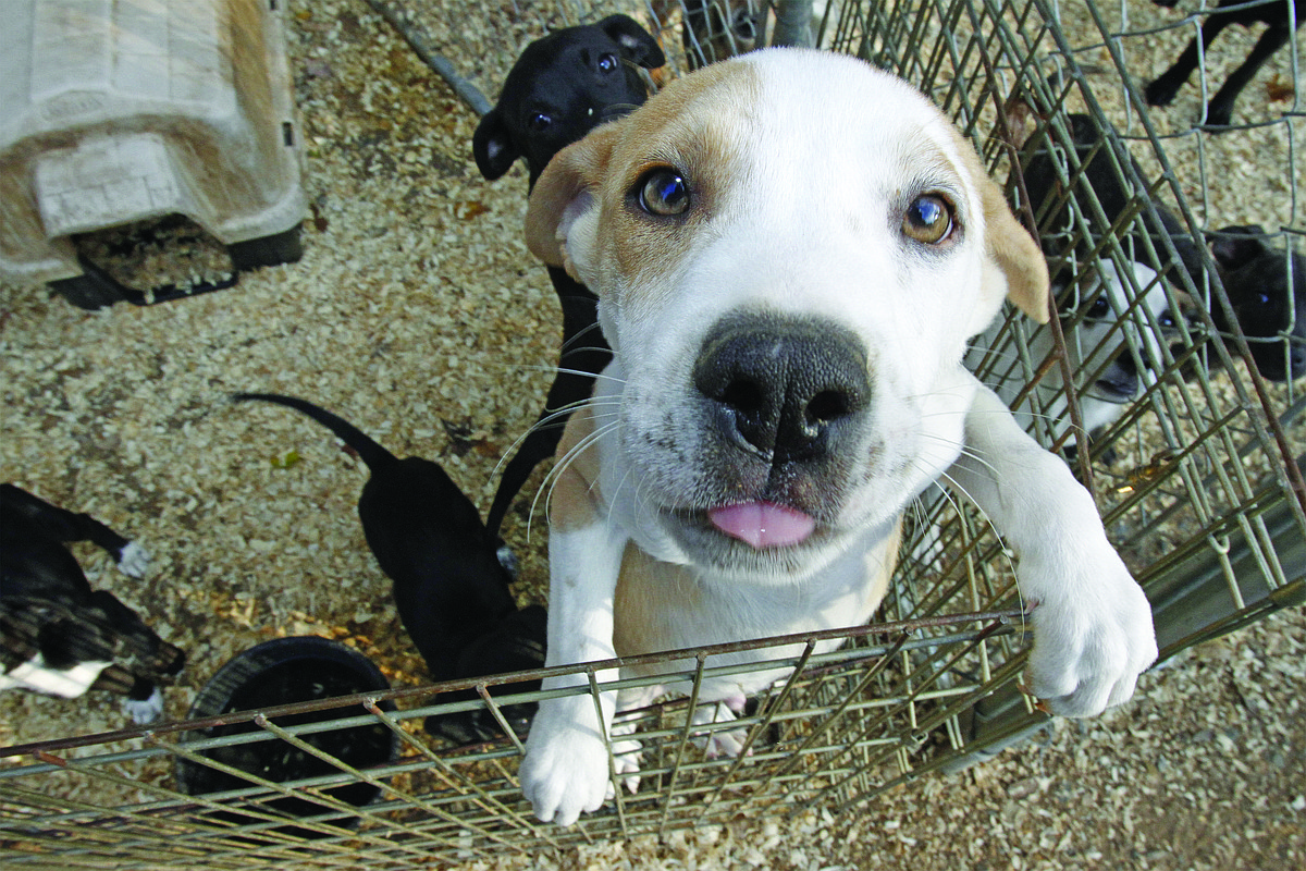 Program connects inmates, animals | El Dorado News