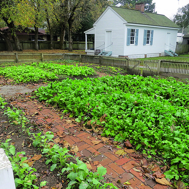 A mulch of dry leaves can give cool-season crops like these mustard seedlings the protection they need to avoid being nipped in a hard freeze.