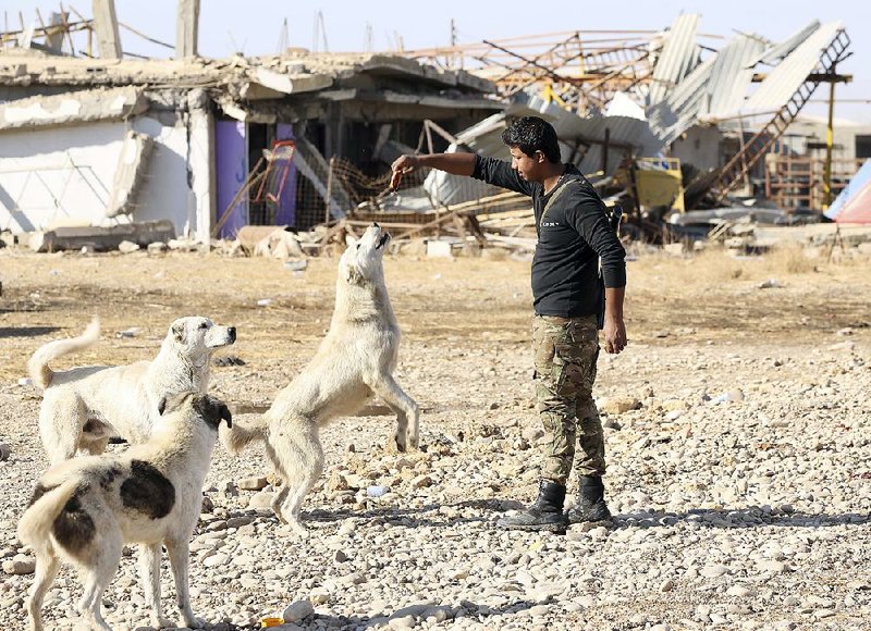 An Iraqi soldier feeds dogs Saturday in a village outside Mosul that was recently liberated from Islamic State militants.