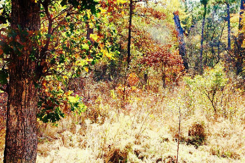 The new trail at Warren Prairie Natural Area offers dappled forest views on a cool fall morning.