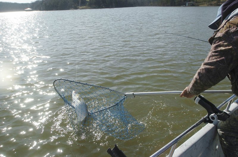 Winter is a prime season for striped bass shing on Beaver Lake.