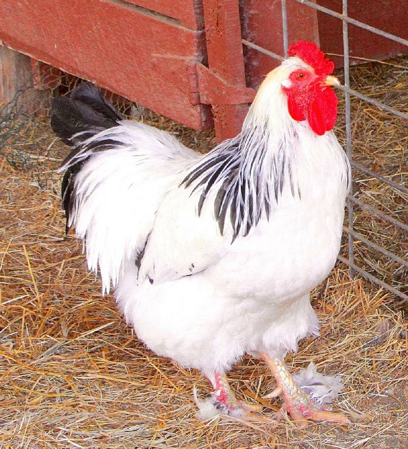 Visitors to Heifer Ranch near Perryville can see chickens and other farm species at this weekend’s Holiday Open House & Living Gift Market. 