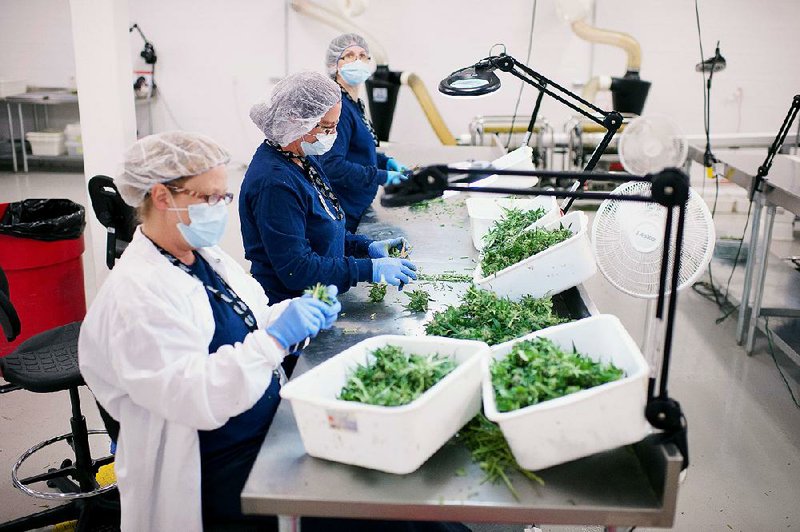 Employees trim medical marijuana buds at the Tweed Inc. facility in Smith Falls, Ontario, in this 2015 file photo. The value of 26 marijuana stocks listed in Canada has reached almost $3 billion over the past two years. 