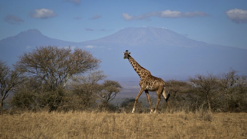 In this photo taken Thursday, Aug. 18, 2016, a giraffe walks across the savannah in Amboseli national park, Kenya, as the highest mountain in Africa Mount Kilimanjaro in Tanzania is seen in the background. 