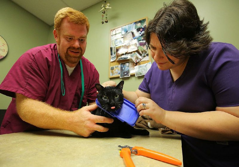Veterinarian assistant Nathan Smith holds a sedated feral cat Friday at the Pinnacle Valley Animal Hospital in Little Rock as Dr. Irene Toll-Schacter checks on how to remove a plastic lid stuck around the cat’s neck.