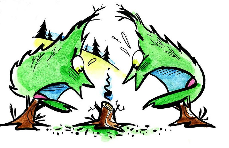 Arkansas Democrat-Gazette Leyland Cypress Illustration 