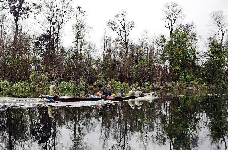 In January, a boat sails on a river at a peat land forest recently burned in a wildfi re in Sungai Mangkutub, Central Kalimantan, Indonesia.