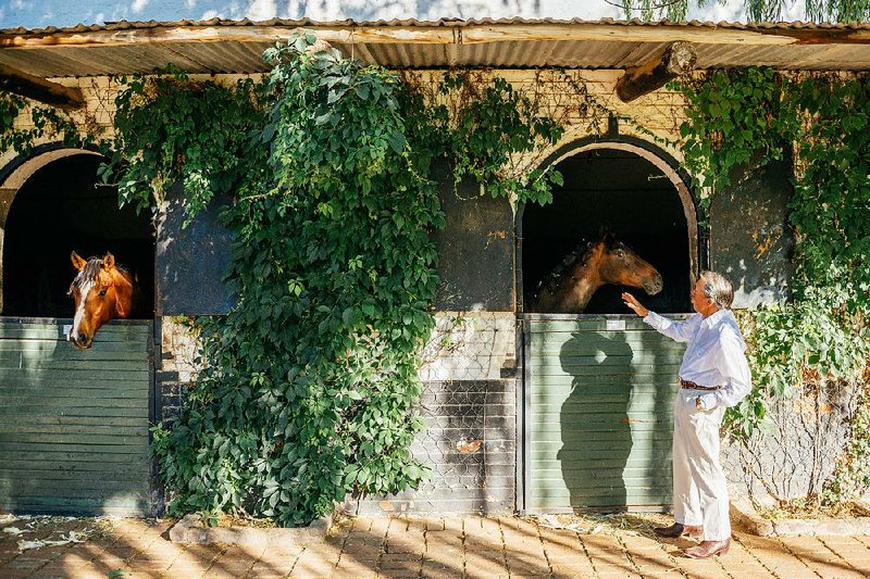 Golfing legend Gary Player pets one of his horses in its stable at the Rietfontein ranch and stud farm, in Karoo, Colesberg, South Africa earlier this month.