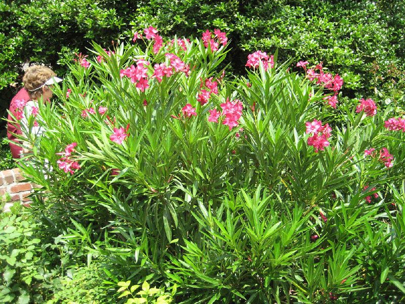 It is now possible to overwinter oleander (shown here in pink) in the Little Rock area.
