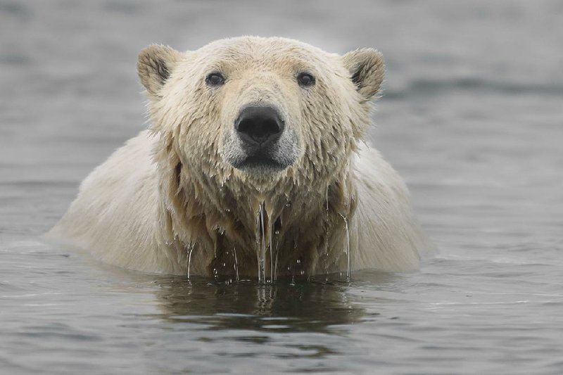 A polar bear takes a swim in the Beaufort Sea on Alaska’s northern coast. Protected marine mammals, polar bears spend much of their lives in and around water and are well adapted for swimming.