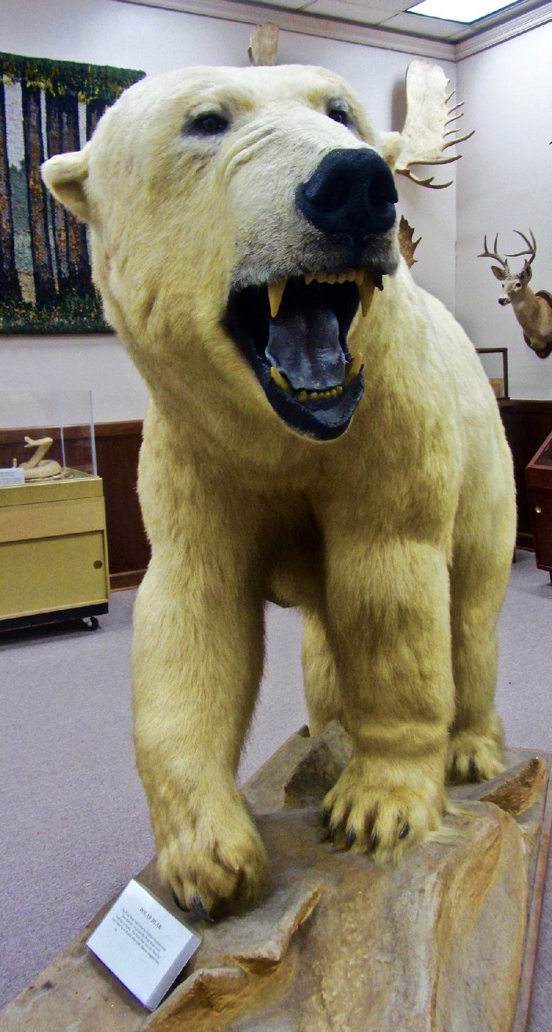 A polar bear killed in the Russian Arctic is on exhibit at Dallas County Museum in Fordyce. 